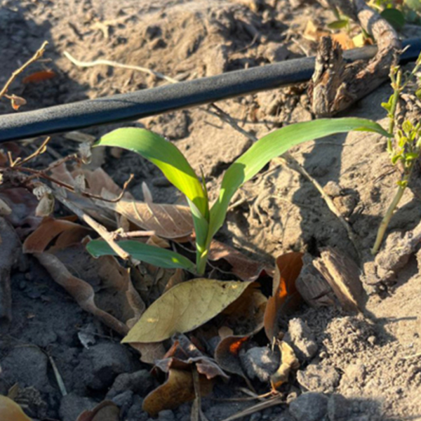 Dopo 2 settimane le prime piantine di granoturco