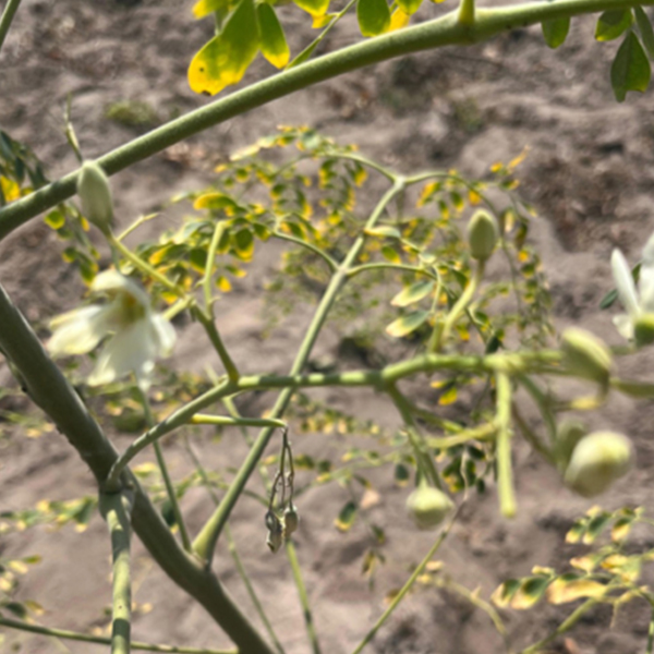 Gli alberelli iniziano a fiorire