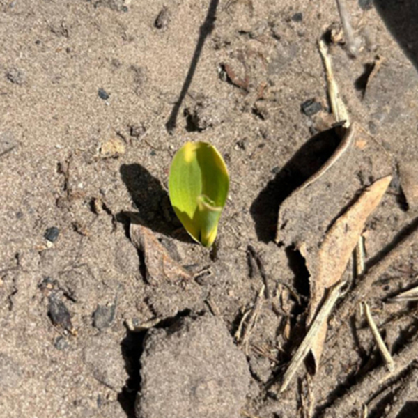 Le prime piantine di sorgo