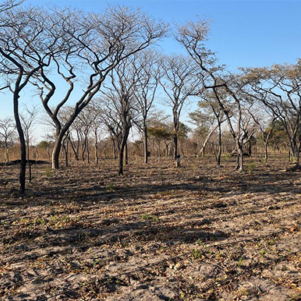 Sistema di irrigazione a goccia